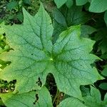 Diphylleia cymosa Hoja