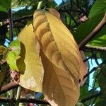 Theobroma cacao 葉