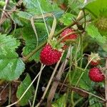 Fragaria vesca Fruit