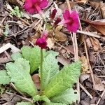 Primula pulverulenta फूल