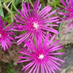 Delosperma cooperi花