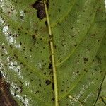 Psychotria alatipes Yaprak