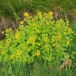 Lysimachia vulgaris花