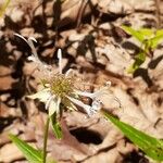 Monarda clinopodia 花