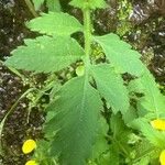 Calceolaria tripartita برگ