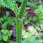 Anthriscus sylvestris Bark