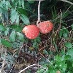 Litchi chinensis Vrucht