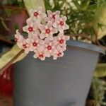 Hoya carnosaFlower