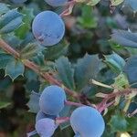 Berberis darwinii Hedelmä