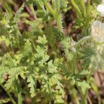 Phacelia distans 整株植物