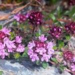 Thymus praecox Flower