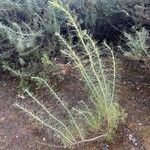 Artemisia californica Leaf