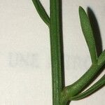 Iberis linifolia Ekosanga