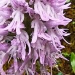 Orchis italica Цветок