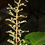 Miconia trinervia Fruit