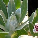 Helichrysum devium Levél