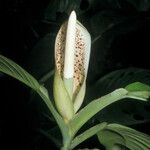 Philodendron rudgeanum Цветок