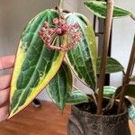 Hoya macrophylla Flower