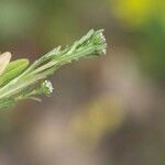 Valeriana discoidea Folha