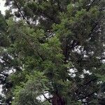 Sequoia sempervirens Habitat