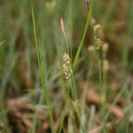 Carex panicea Habitatea