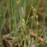 Carex panicea Vekstform