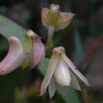 Polystachya bennettiana Flower