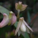 Polystachya bennettiana Flor