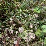 Symphyotrichum lateriflorum Alkat (teljes növény)