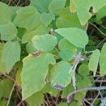 Malvaviscus arboreus Leaf