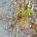 Juncus bulbosus Leaf