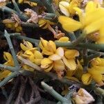 Genista acanthoclada Λουλούδι