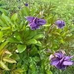 Aquilegia alpina 花