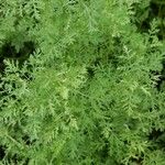 Artemisia annua Liść