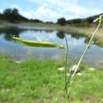 Vicia lathyroides Плод