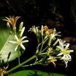 Erithalis odorifera 花