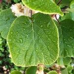Actinidia deliciosa Hoja