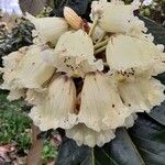 Rhododendron sinogrande Blomst