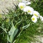 Ranunculus amplexicaulis Blüte