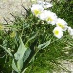 Ranunculus amplexicaulis Flower