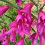 Gladiolus communisFlower