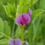 Lathyrus hirsutus Fula