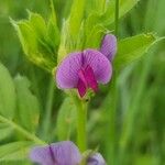 Lathyrus hirsutus Žiedas