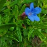 Glandora prostrata その他の提案