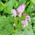 Lamium maculatumFlower