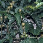 Solanum coriaceum Frucht