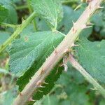 Rubus sprengelii その他の提案