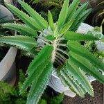 Kalanchoe daigremontiana Folha