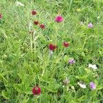 Trifolium alpestreFlower