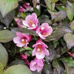 Weigela floridaफूल